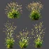 AV Molinia Caerulea Heidebraut Kleines Pfeifengras - Thumbnail 7