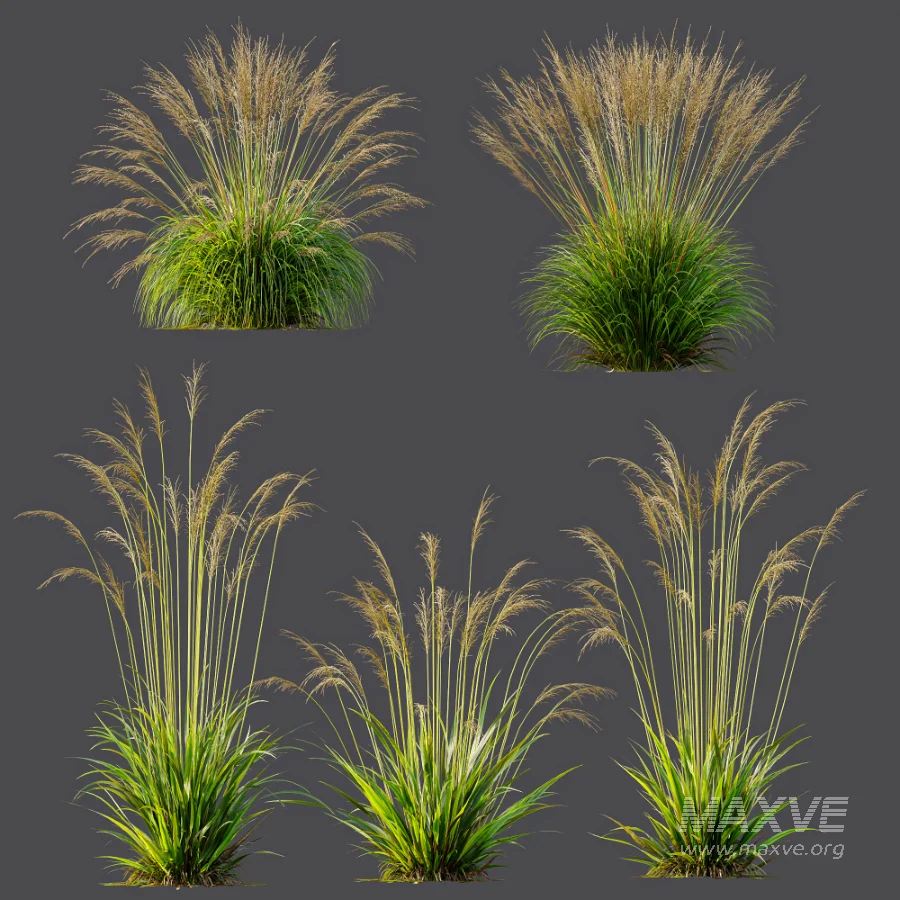 AV Molinia Caerulea Heidebraut Kleines Pfeifengras - Image 7