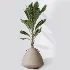 AV Indoor Plants Set 464 Olive Euphorbia Drupifera Cunjevoi Alocasia Spineless Yucca Licuala Palm - Thumbnail 6