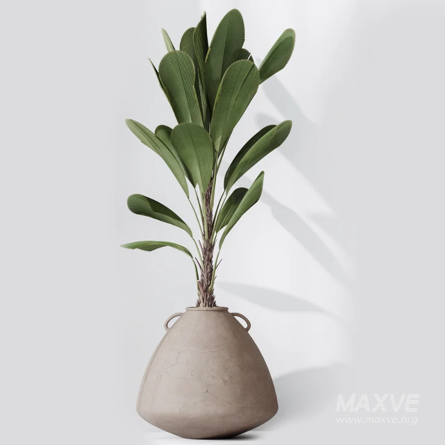 AV Indoor Plants Set 464 Olive Euphorbia Drupifera Cunjevoi Alocasia Spineless Yucca Licuala Palm - Image 6