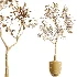 AV Indoor Plants Set 449 Ficus Dracaena Marginata and Ravenala Banana and Spineless Yucca - Thumbnail 6