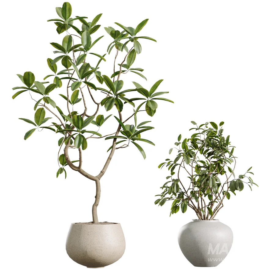 AV Indoor Plants Set 451 Olive Elegant and Ficus Dracaena Marginata and Cyara Areca Palm - Image 6