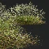 AV Stipa arundinacea Anemanthele lessoniana and Stipa arundinacea Sweet Grass - Thumbnail 4