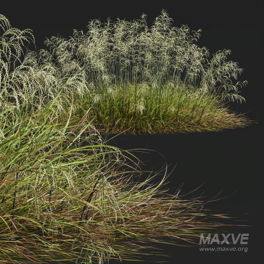 AV Stipa arundinacea Anemanthele lessoniana and Stipa arundinacea Sweet Grass - Image 4