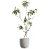 AV Indoor Plants Set 449 Ficus Dracaena Marginata and Ravenala Banana and Spineless Yucca - Thumbnail 1