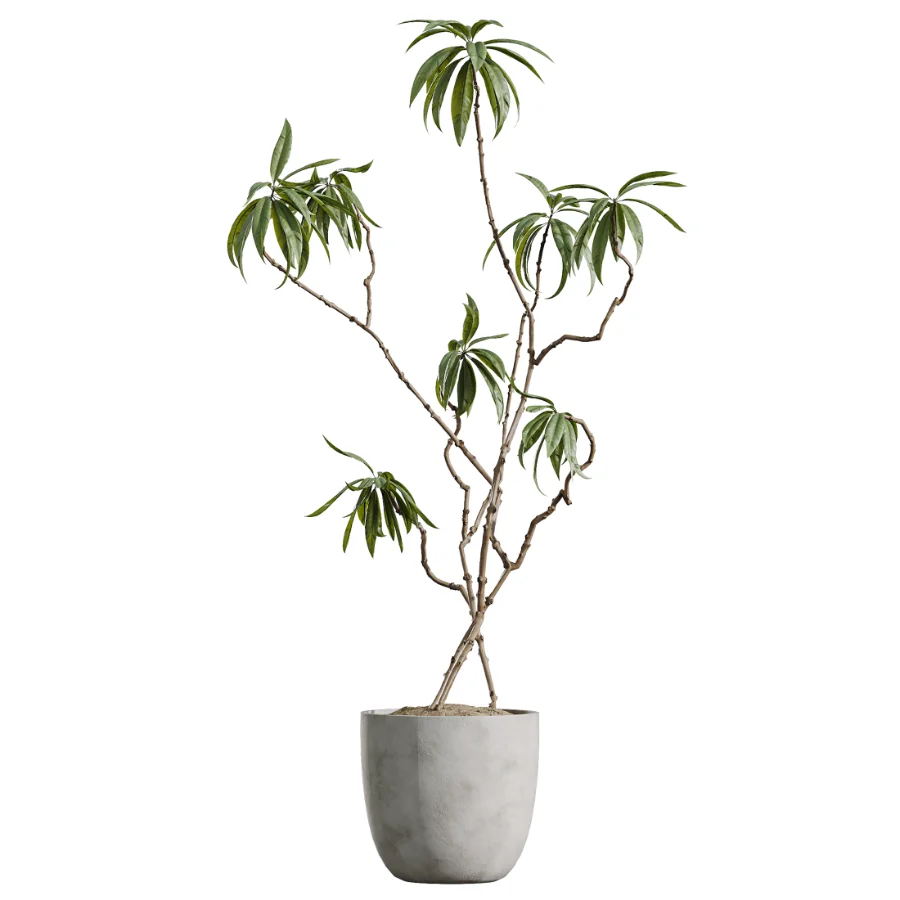 AV Indoor Plants Set 449 Ficus Dracaena Marginata and Ravenala Banana and Spineless Yucca - Image 1