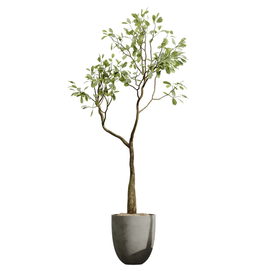 AV Indoor Plants Set 500 Lady Palm and Ravenala Banana and Ficus Marginata and China Orange Tree and Chemlali Olive - Image 6