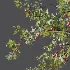 AV Plants Crataegus Pinnatifida Hawthorn Version02 - Thumbnail 1