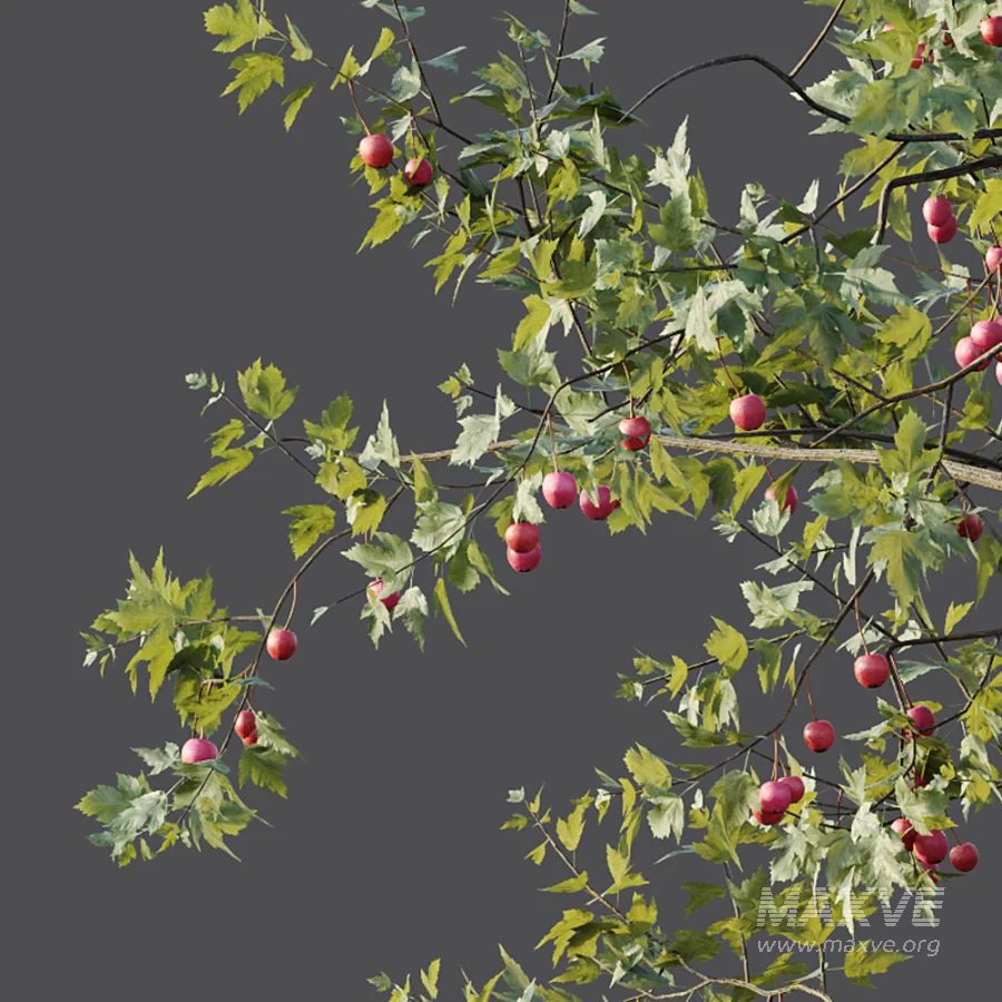 AV Plants Crataegus Pinnatifida Hawthorn Version02 - Image 1