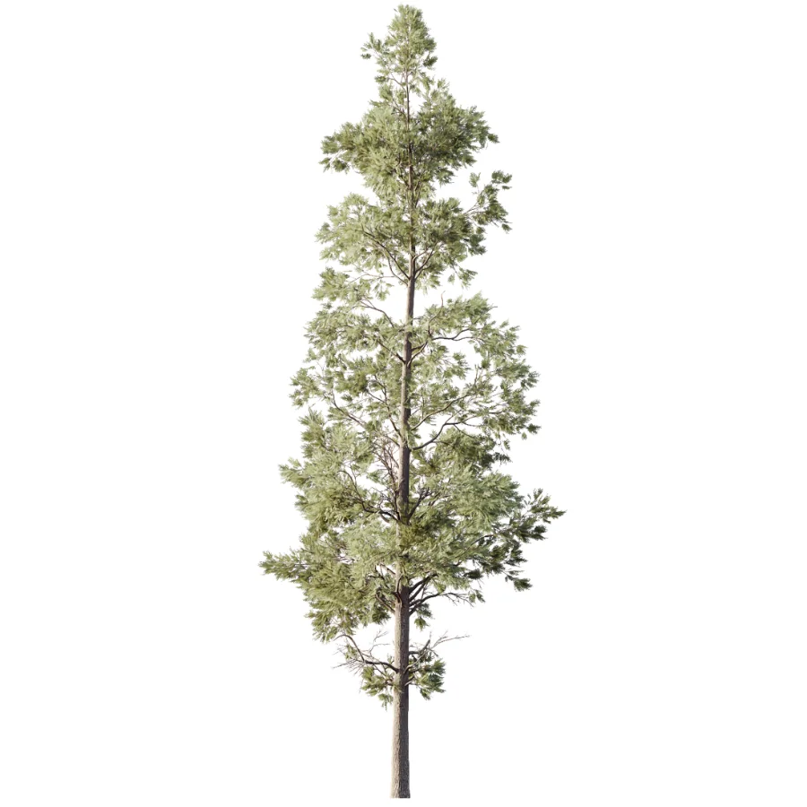 AV Pinus Echinata and Chamaecyparis Thyoides trees - Image 1
