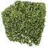 AV Ficus Concinna Bonsai Pruned and Ligustrum Quihoui Privet Pruned Box - Thumbnail 3