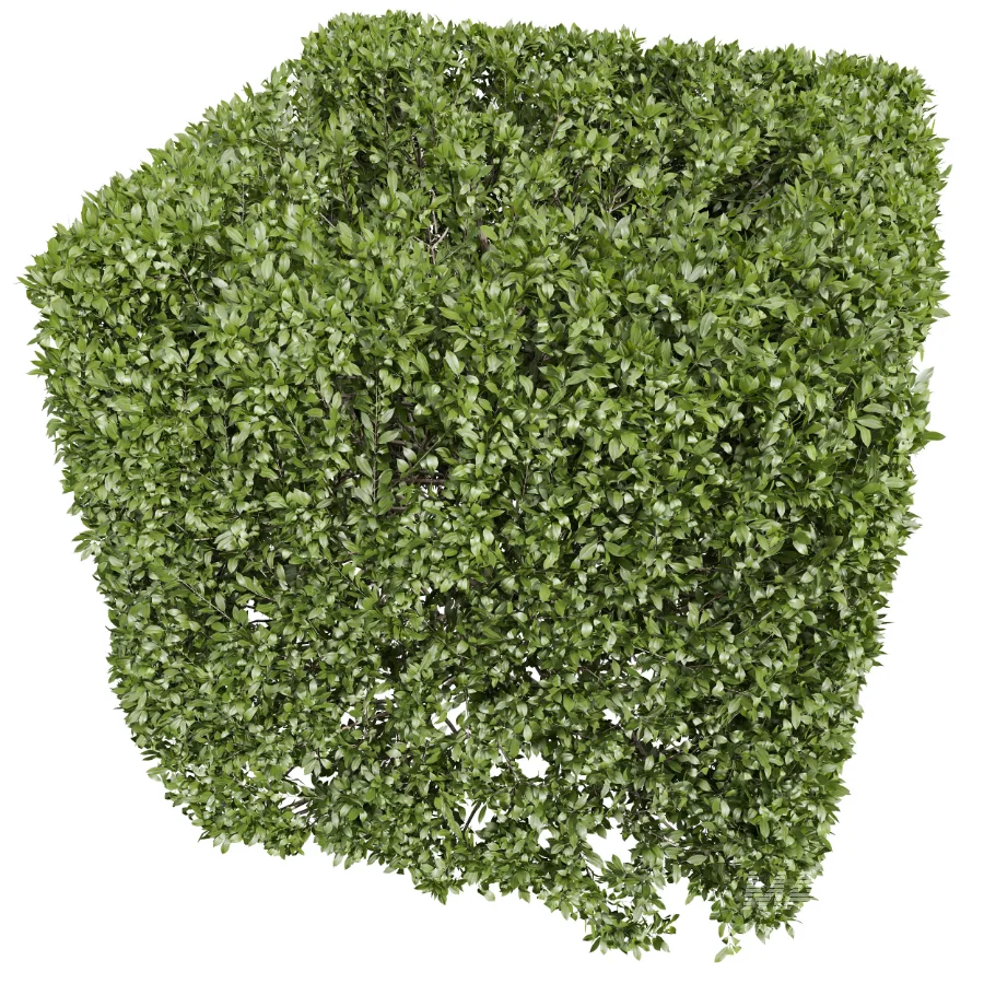 AV Ficus Concinna Bonsai Pruned and Ligustrum Quihoui Privet Pruned Box - Image 3