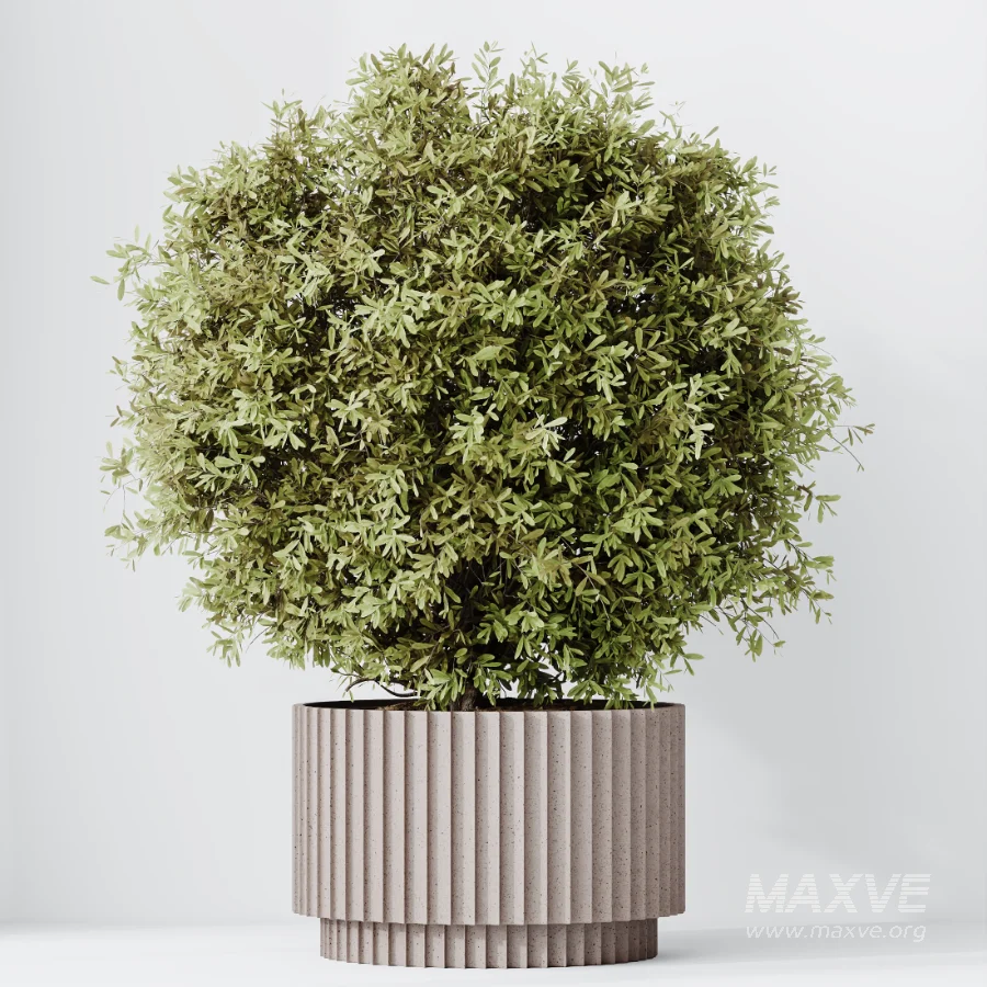 AV Indoor Plants Set 456 Wilsonii Chemlali Olive and Mission Olive Tree and Rhapis Lady Palm and Spathiphyllum Wallisii - Image 5