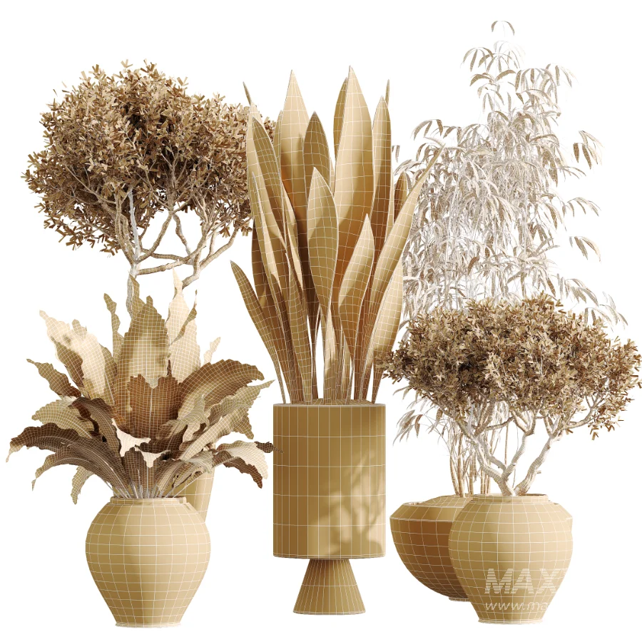 AV Indoor Plants Set 450 Chemlali Olive Tree and Sansevieria Trifasciata and Spathiphyllum Peace Lily and Ficus Dracaena Marginata - Image 7