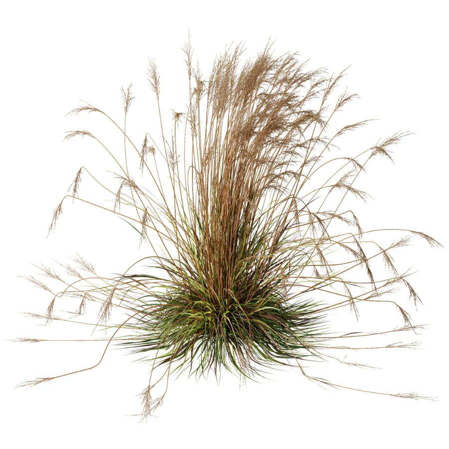 AV Carex Testacea Orange Sedge Grass Prairie Fire and Molinia Caerulea Heidebraut Kleines Pfeifengras - Image 1