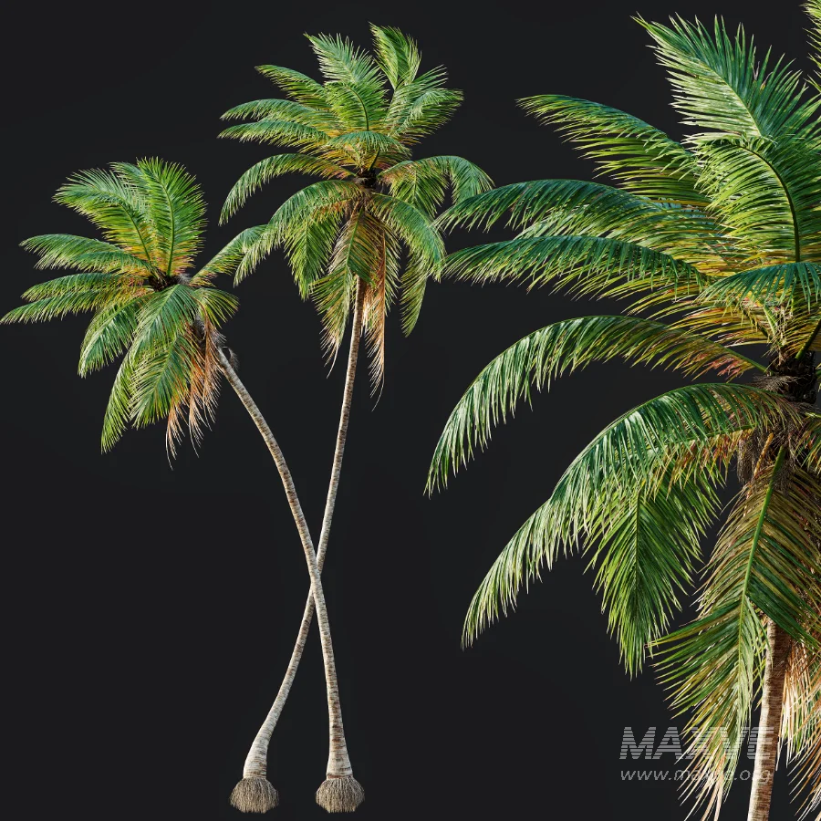 AV Borassus Flabellifer and Cocos Nucifera Windy palms - Image 7