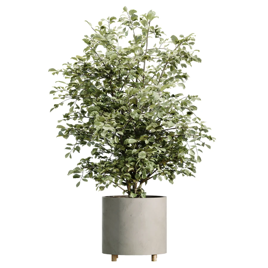 AV Indoor Plants Set 458 Ravenala Banana and Wilsonii Chemlali Olive and Alnus Glutinosa - Image 4