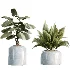 AV Indoor Plants Set 469 Yucca Elephantipe and Briful Pachira and Licuala Grandis Palm and Cyara Areca Palm - Thumbnail 6