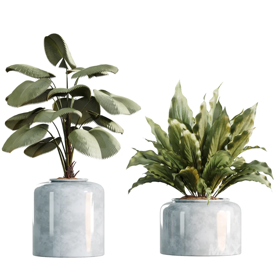 AV Indoor Plants Set 469 Yucca Elephantipe and Briful Pachira and Licuala Grandis Palm and Cyara Areca Palm - Image 6