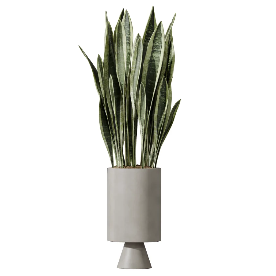 AV Indoor Plants Set 462 Licuala Grandis Palm and Dracaena Warneckii Cane and Snake Sansevieria and Ficus Cyathistipula and Chemlali Olive - Image 3