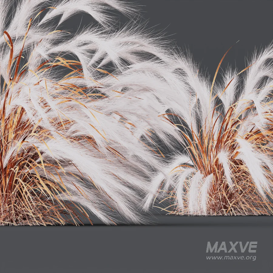 AV Carex Testacea Orange Sedge Grass Prairie Fire and Nassella Tenuissima fall - Image 11