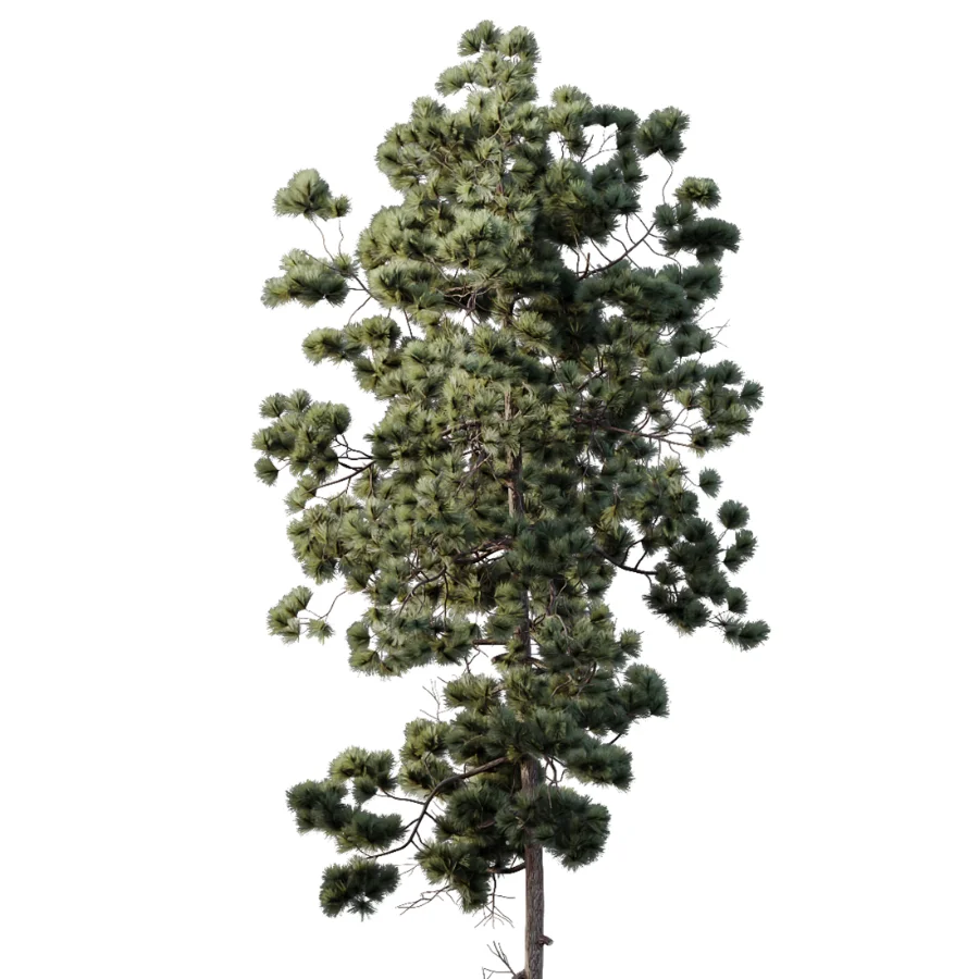 AV Pinus Engelmannii and Pinus Echinata trees - Image 3