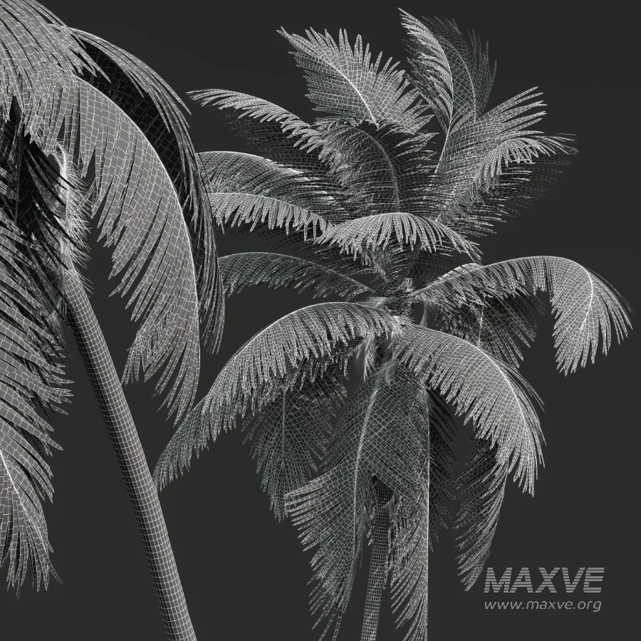 AV Borassus Flabellifer and Cocos Nucifera Windy palms - Image 11