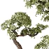 AV Indoor Plants Set 467 Ficus Retusa and Chemlali Olive and Briful Pachira and Ficus Cyathistipula and China Orange Tree - Thumbnail 6