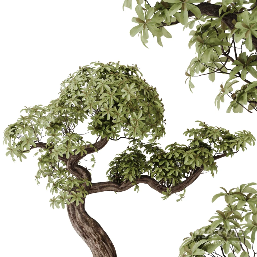 AV Indoor Plants Set 467 Ficus Retusa and Chemlali Olive and Briful Pachira and Ficus Cyathistipula and China Orange Tree - Image 6