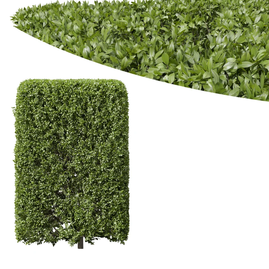 AV Ficus Concinna Bonsai Pruned and Ligustrum Quihoui Privet Pruned Box - Image 5