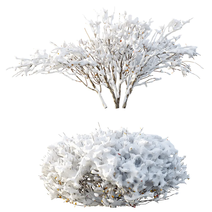AV Winter Plant Snow Myrtle flower Winter and Snow Quihoui Privet - Image 3