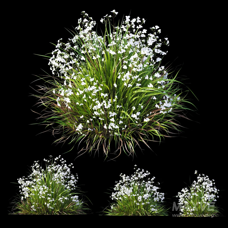 ntal grasses. These elegant groundcover species are valued for their refined texture, compact growth habit, and exceptional versatility in contemporary landscape architecture, Japanese gardens, urban parks, courtyards, and high-end residential projects. - Image 6