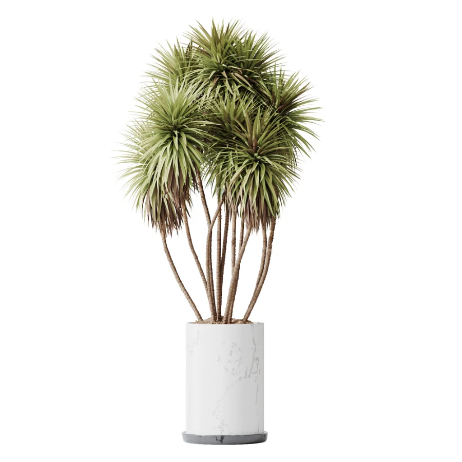 AV Indoor Plants Set 461 Yucca Elephantipe and Cat Reed Palm and Bird Of Paradise and Schefflera Arboricola - Image 3