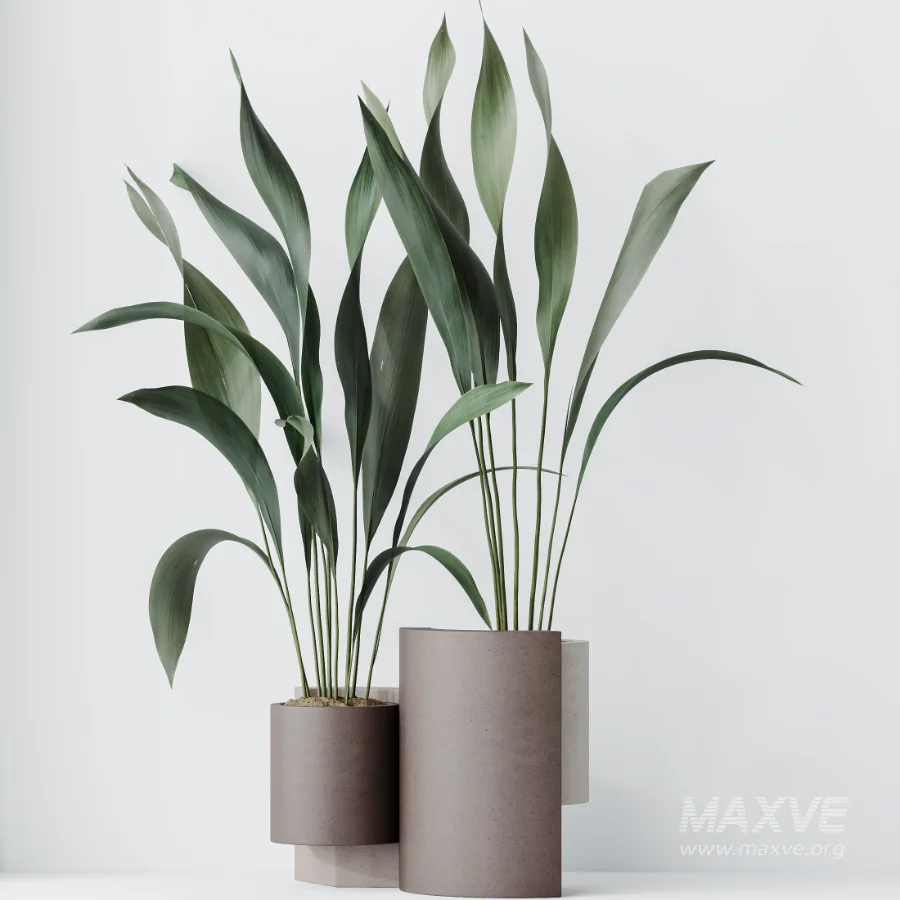 AV Indoor Plants Set 463 Ficus lyrata and Cyara Areca Palm and Aspidistra Elatio and Ficus Dracaena Marginata - Image 6