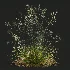 AV Calamagrostis Acutiflora Karl Foerster and Stipa arundinacea Sweet Grasses - Thumbnail 10