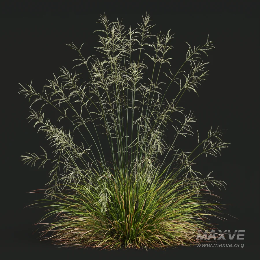AV Calamagrostis Acutiflora Karl Foerster and Stipa arundinacea Sweet Grasses - Image 10