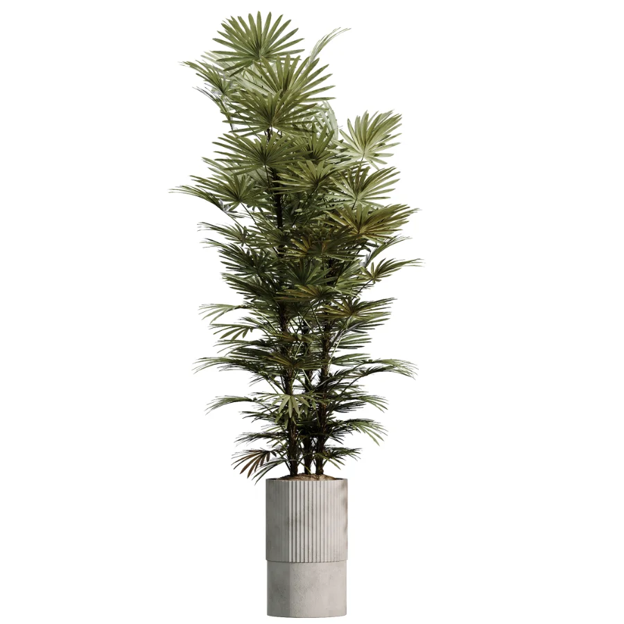 AV Indoor Plants Set 500 Lady Palm and Ravenala Banana and Ficus Marginata and China Orange Tree and Chemlali Olive - Image 5