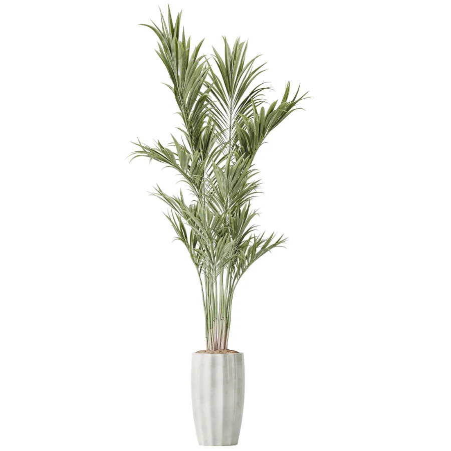 AV Indoor Plants Set 455 Schefflera Arboricola and Cat Reed Palm and Bird Of Paradise and Chemlali Olive Tree and Ficus lyrate - Image 2