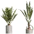 AV Indoor Plants Set 465 Coconut Palm and Cyara Areca Palm and Chemlali Olive Tree and Orange Calamondin Tree - Thumbnail 4