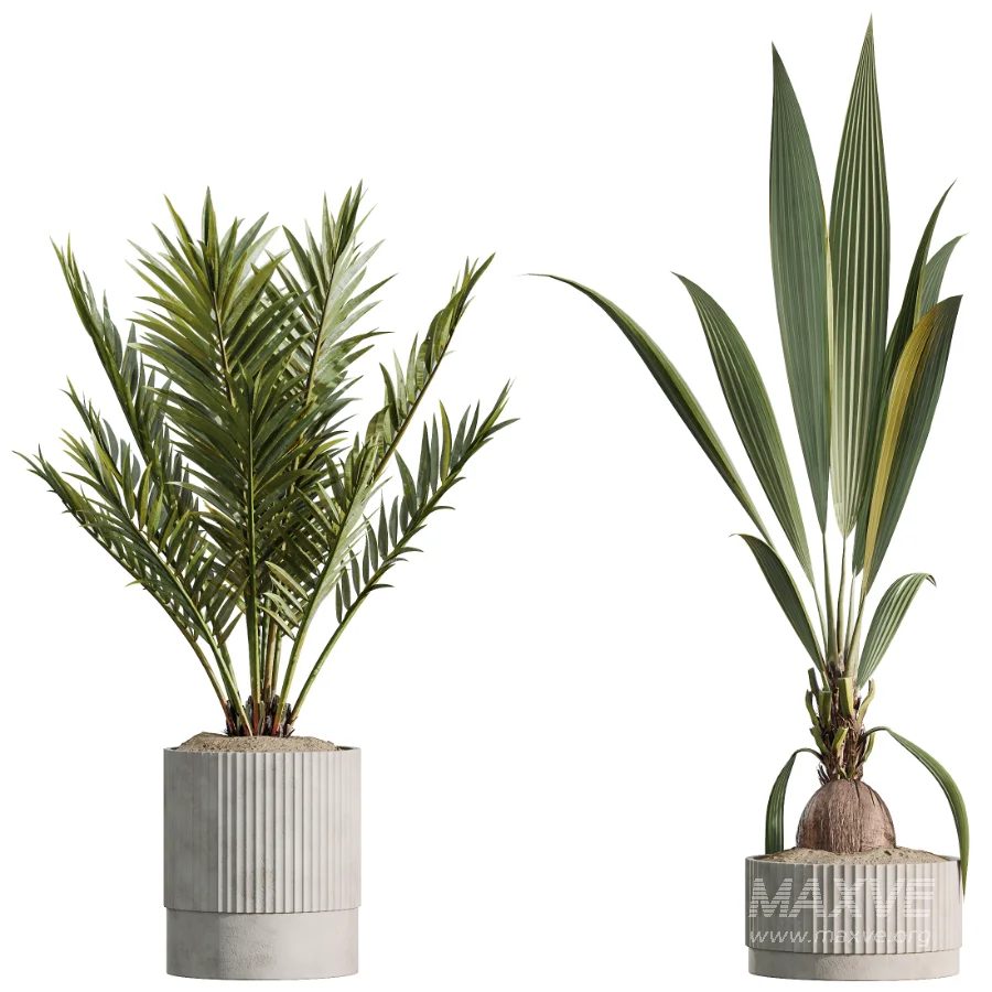 AV Indoor Plants Set 465 Coconut Palm and Cyara Areca Palm and Chemlali Olive Tree and Orange Calamondin Tree - Image 4