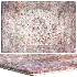 Carpet Ungaro Verdi - Thumbnail 1