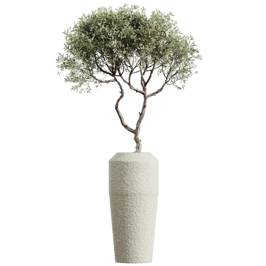AV Indoor Plants Set 460 Ficus Cyathistipul and Calathea Lutea and Chemlali Olive and Ficus Benjamina African Fig - Image 5