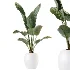 AV Indoor Plants Set 457 Olive Eucalyptus and Bird Of Paradise and Chemlali Olive and Snake Sansevieria - Thumbnail 5