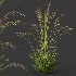 AV Molinia Caerulea Heidebraut Kleines Pfeifengras - Thumbnail 2