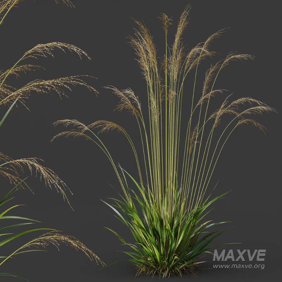 AV Molinia Caerulea Heidebraut Kleines Pfeifengras - Image 2