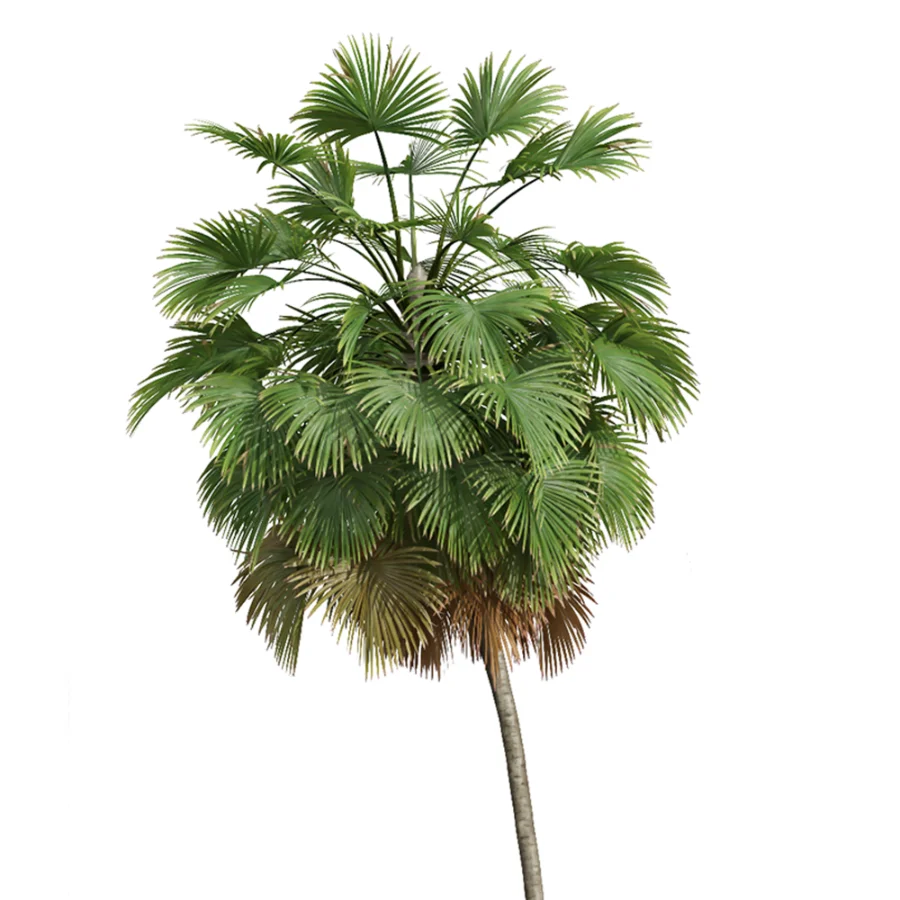 AV Borassus Flabellifer and Cocos Nucifera Windy palms - Image 2