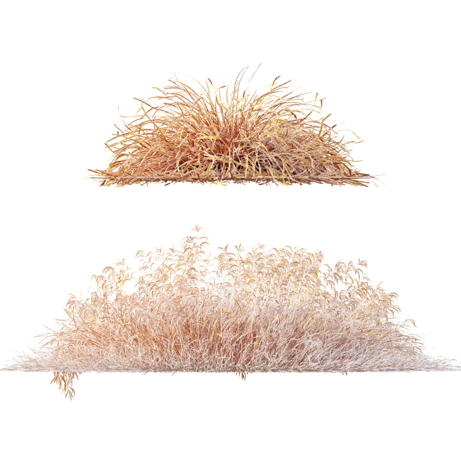 AV Stipa arundinacea Anemanthele lessoniana and Stipa arundinacea Sweet Grass - Image 10