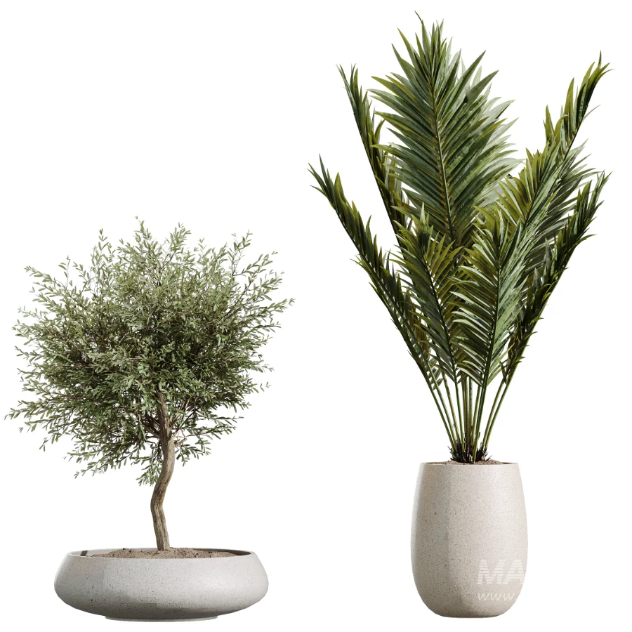 AV Indoor Plants Set 451 Olive Elegant and Ficus Dracaena Marginata and Cyara Areca Palm - Image 7
