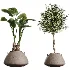 AV Indoor Plants Set 464 Olive Euphorbia Drupifera Cunjevoi Alocasia Spineless Yucca Licuala Palm - Thumbnail 9