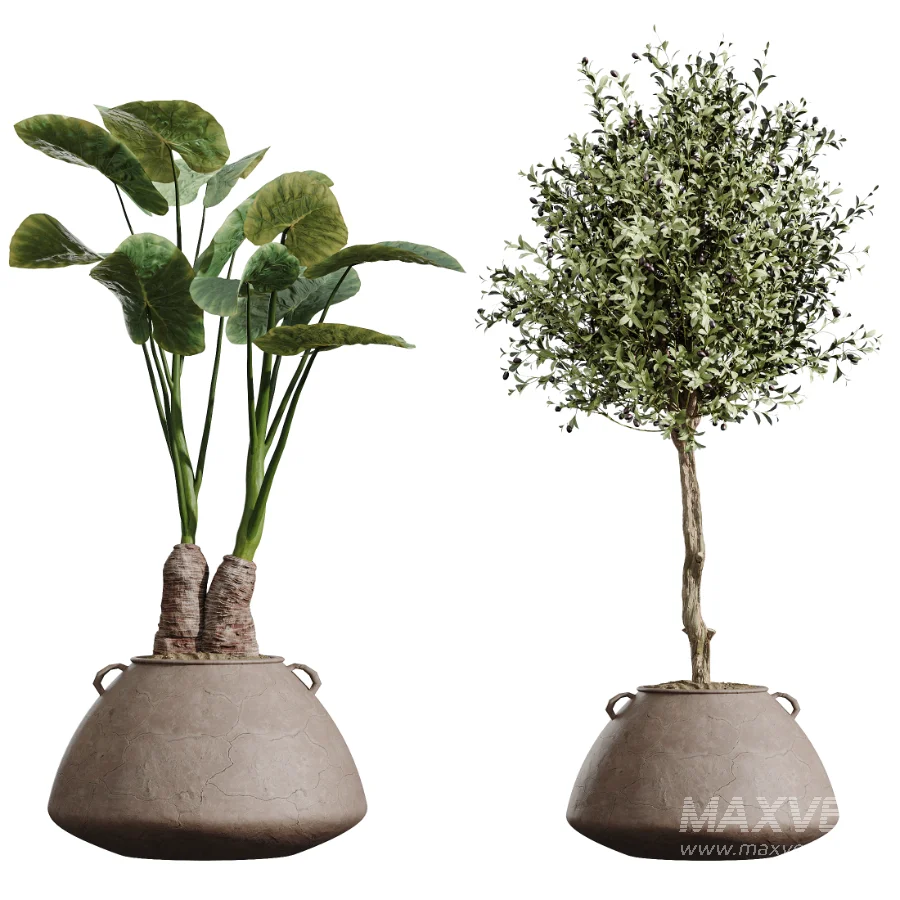 AV Indoor Plants Set 464 Olive Euphorbia Drupifera Cunjevoi Alocasia Spineless Yucca Licuala Palm - Image 9